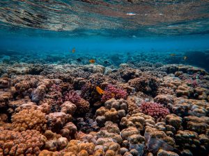 filtry chemiczne niszczą rafę koralową?